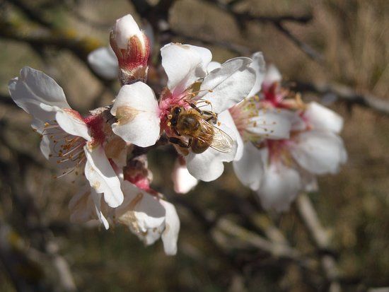 Les Ruchers du Sancy